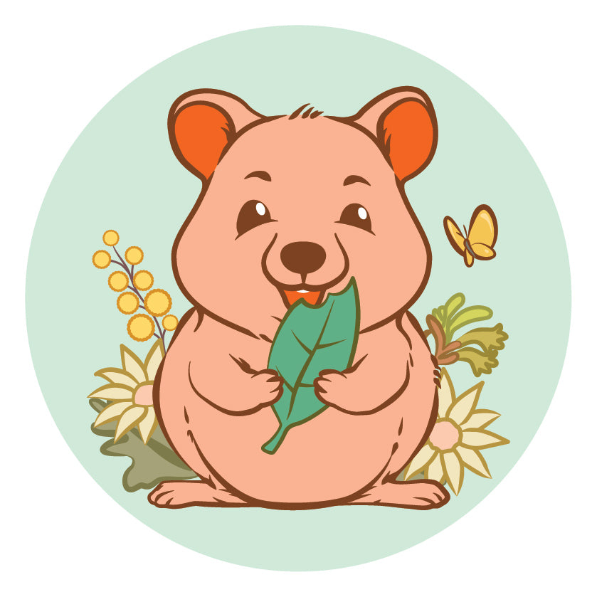 Snacking Quokka